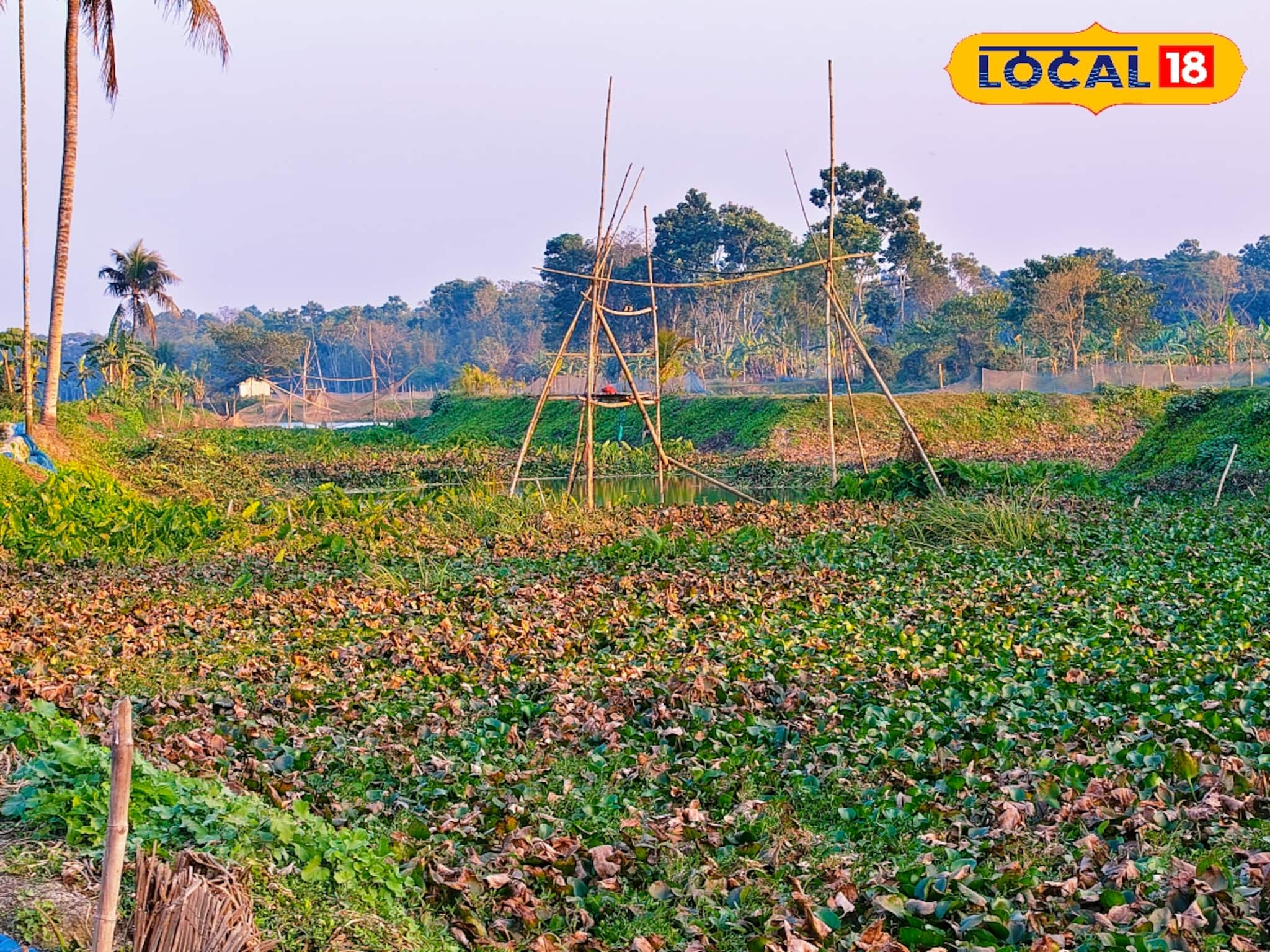 নদী না কচুরিপানার জঙ্গল ধরতে পারবেন না, বর্ষা এলেই কাঁদিয়ে ছাড়ে মানুষকে! লাটে ওঠে জীবন