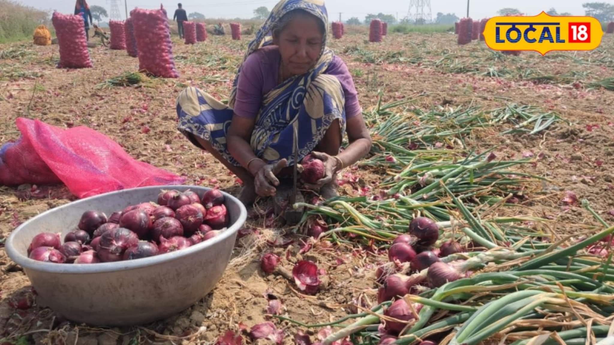 ফলনের হাসি মুহূর্তে ম্লান! কালনার পেঁয়াজ চাষিদের মাথায় আকাশ ভেঙে পড়ার জোগাড়