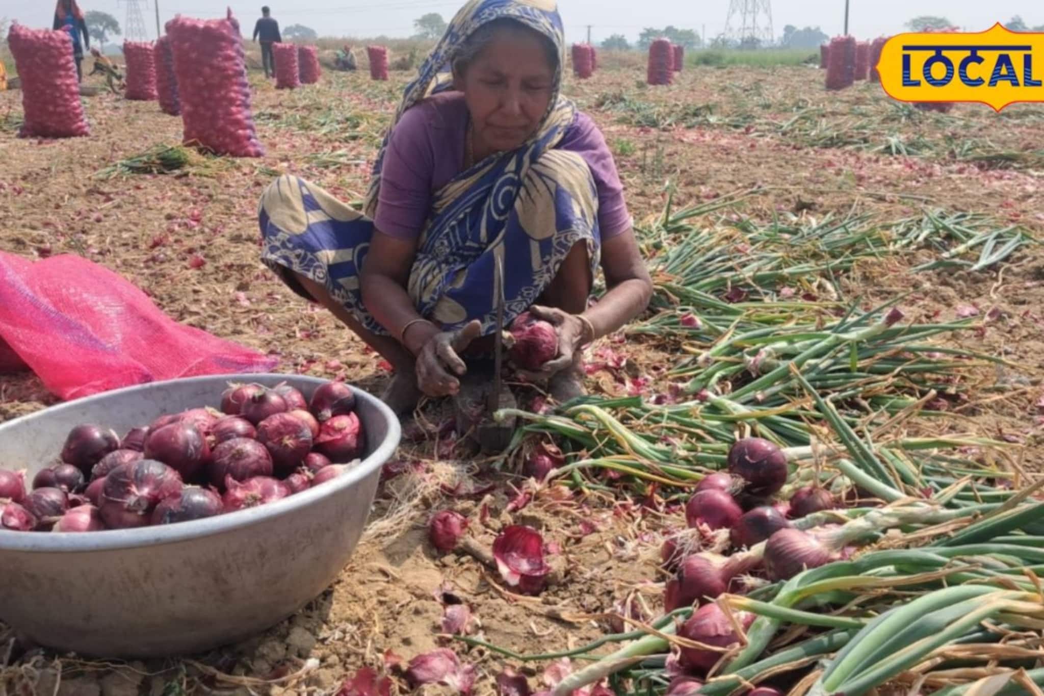 ফলনের হাসি মুহূর্তে ম্লান! কালনার পেঁয়াজ চাষিদের মাথায় আকাশ ভেঙে পড়ার জোগাড়