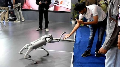 চিনা কুকুর কে নিজেদের দাবি করে বিপাকে বিশ্ববিদ্যালয়