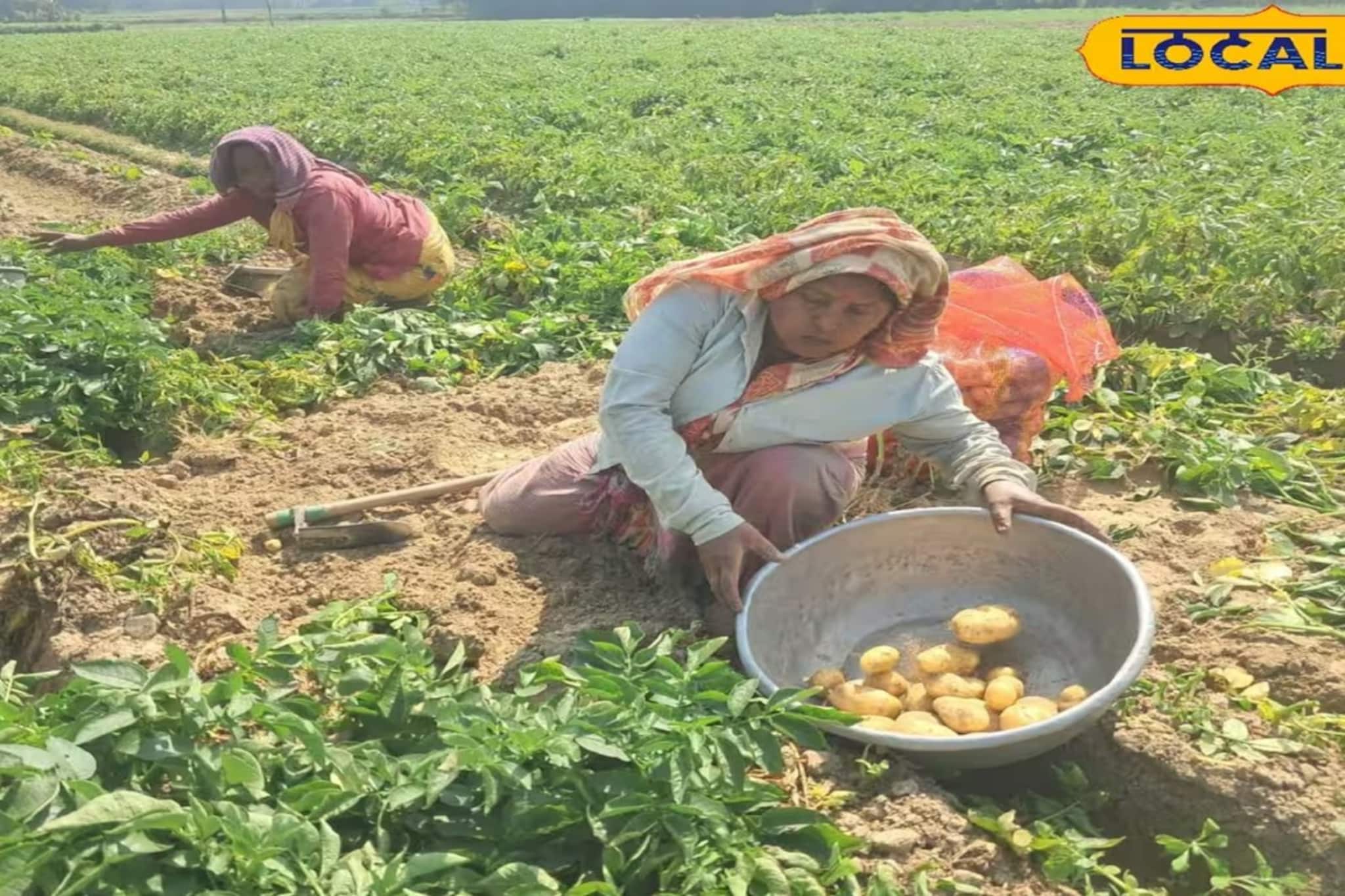 জমিতে ফলনের জোয়ার! বাজারে বাড়তি দামের আশায় চাষিরা জমিতে ফলনের জোয়ার! বাজারে বাড়তি দামের আশায় চাষিরা