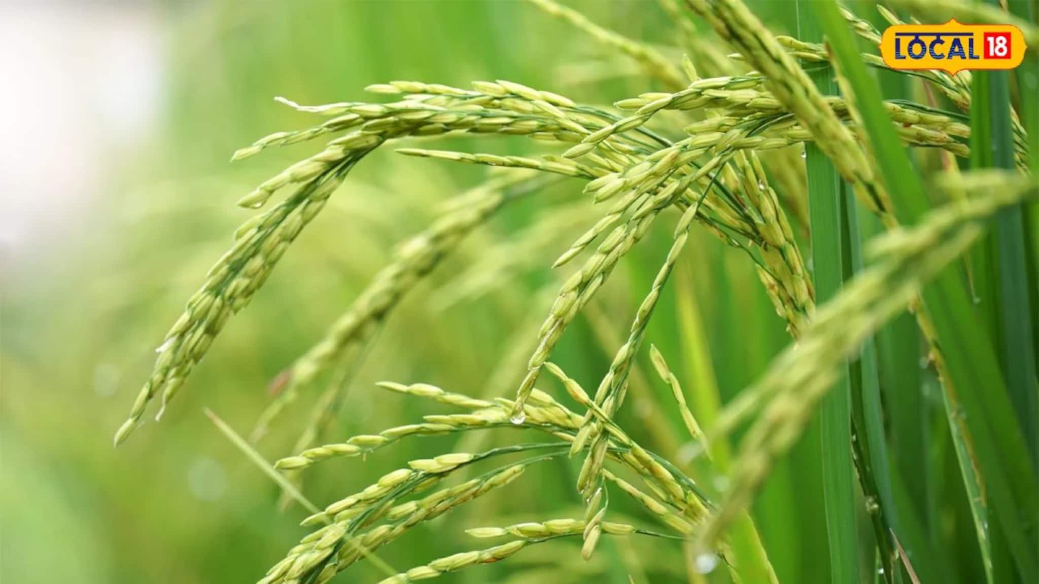 Agriculture News: সরকারি ধান্যক্রয় কেন্দ্রে নিয়ম বদল, ৩০ কুইন্টাল থেকে সোজা ১০! চরম বিপাকে পড়েছেন কৃষকরা