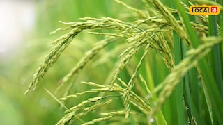 ধান্যক্রয় কেন্দ্রে নিয়ম বদল (প্রতিকী ছবি) ধান্যক্রয় কেন্দ্রে নিয়ম বদল (প্রতিকী ছবি)