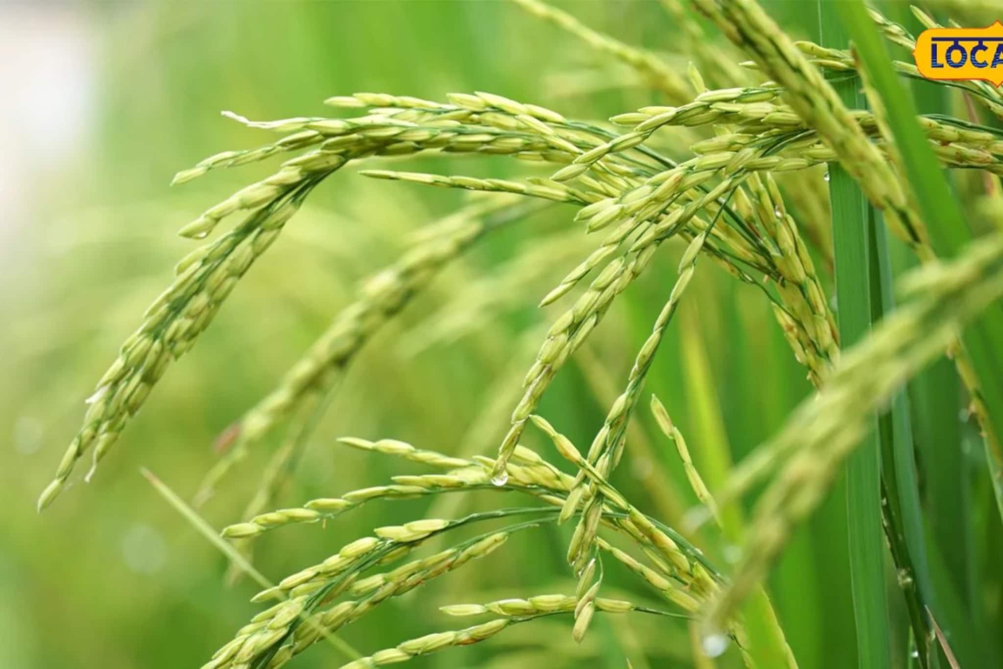 সরকারি ধান্যক্রয় কেন্দ্রে নিয়ম বদল, ৩০ কুইন্টাল থেকে সোজা ১০! চরম বিপাকে কৃষকরা