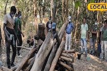 Purulia News: পাহাড়ের ঢালে উদ্ধার হস্তি শাবকের পচাগলা দেহ, কাঠ আনতে গিয়ে চোখে পড়ল ভয়াবহ ছবি! নড়েচড়ে বসেছে বন দফতর