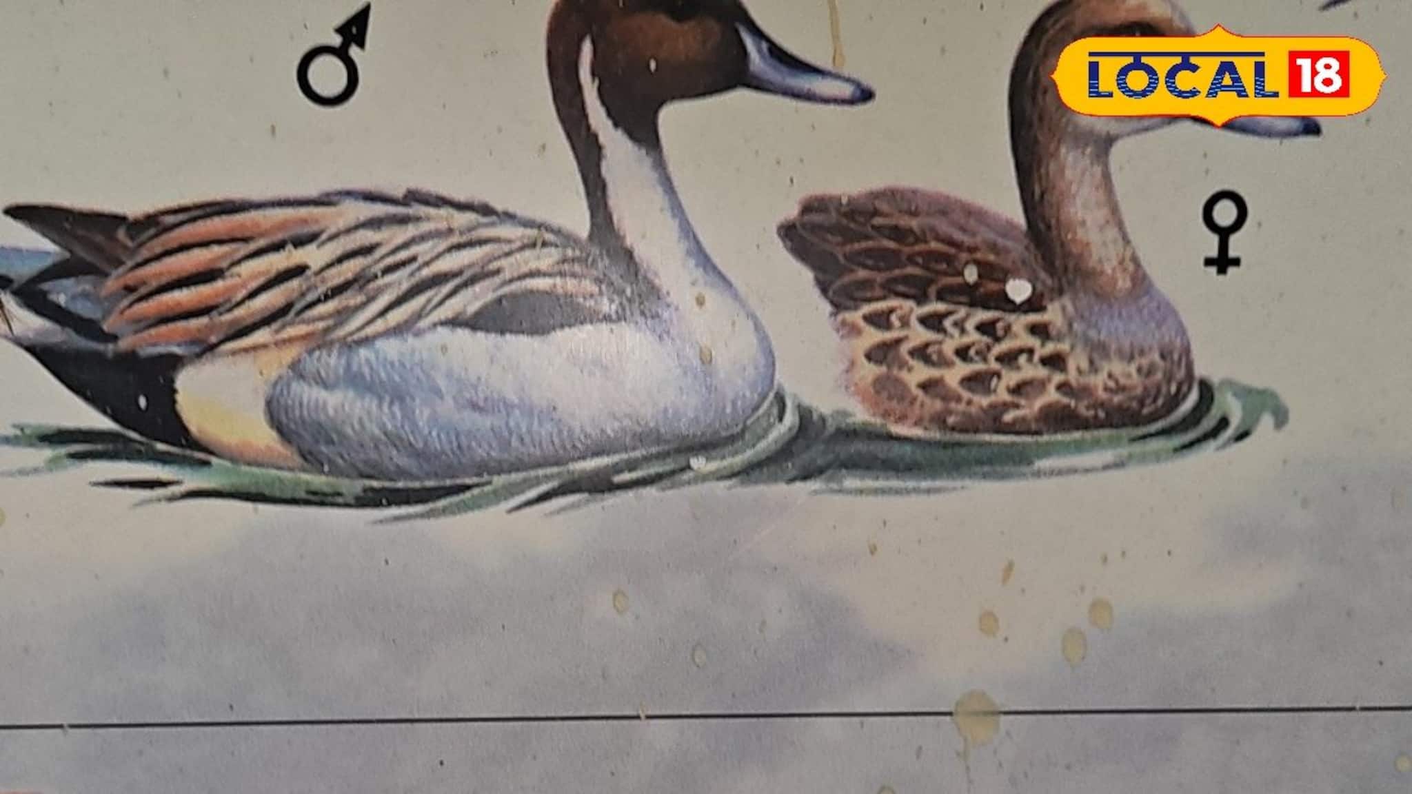 Tourist Spot: পথ ভুলেছে সাইবেরিয়া-চিনের পাখির দল, আগ্রহ কমছে পর্যটকদের! পুরুলিয়ার জনপ্রিয় এই জায়গা এখন ফাঁকা