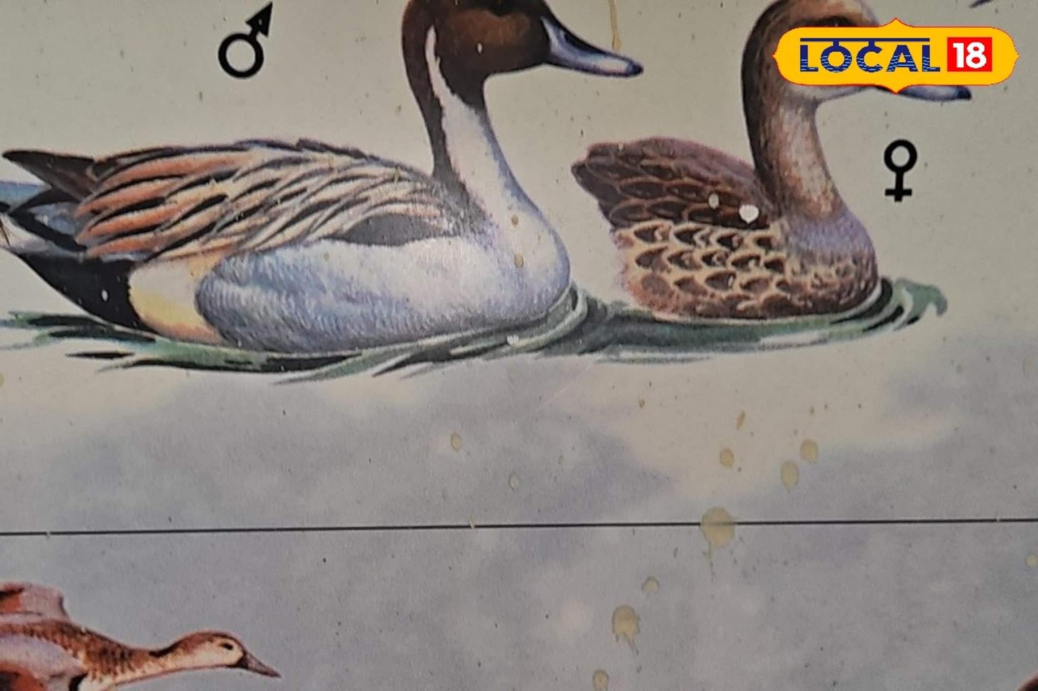 পথ ভুলেছে সাইবেরিয়া-চিনের পাখির দল, আগ্রহ কমছে পর্যটকদের! ধুলো জমছে ওয়াচ টাওয়ারে