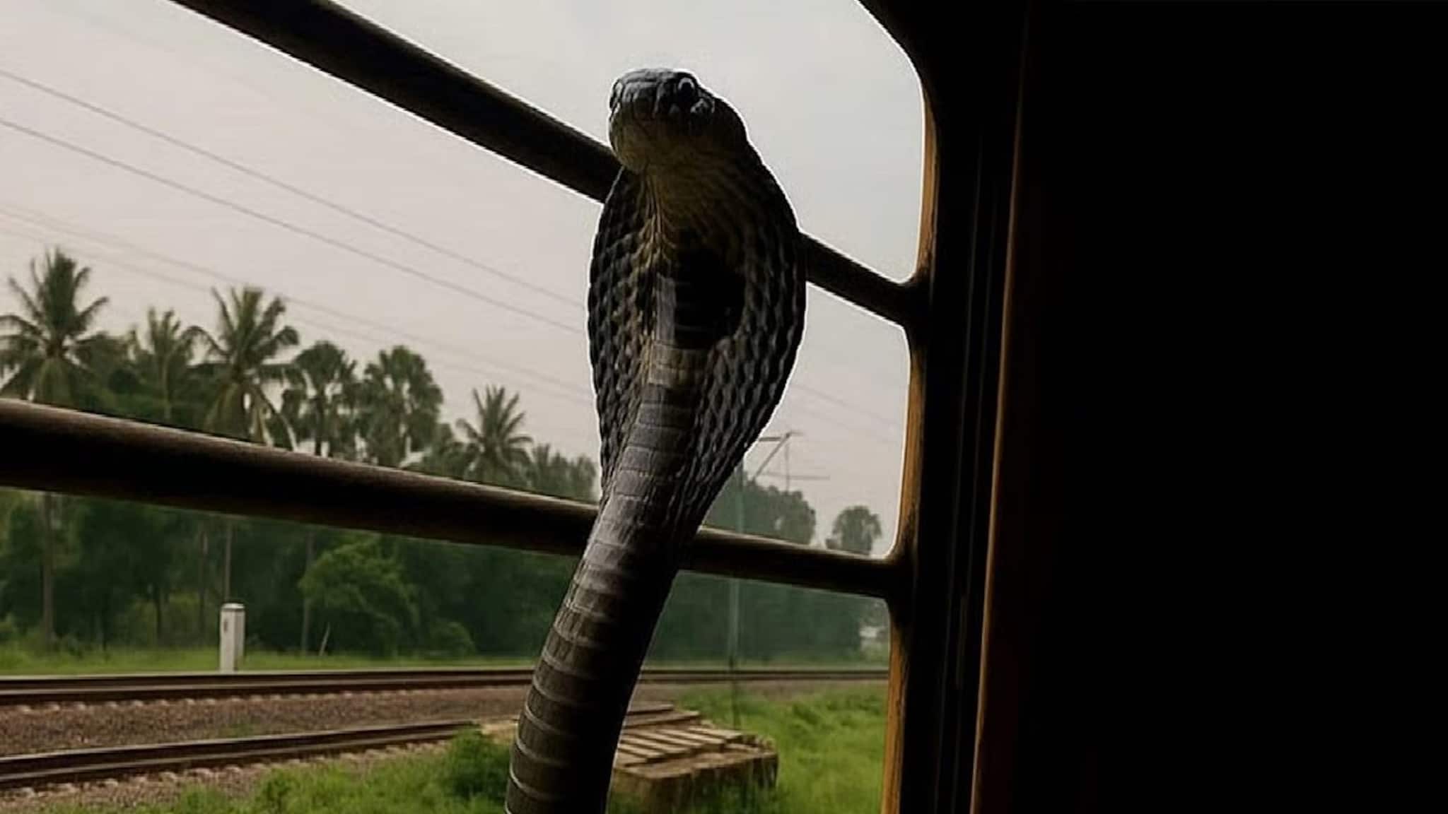 ট্রেনে যাতায়াত করছে 'কিং কোবরা'? ভাবতেও পারছেন না! প্রাণঘাতী 'সহ-যাত্রীদের' সম্পর্কে জানুন