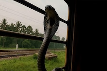 ট্রেনে যাতায়াত করছে 'কিং কোবরা'? ভাবতেও পারছেন না! প্রাণঘাতী 'সহ-যাত্রীদের' সম্পর্কে জানুন