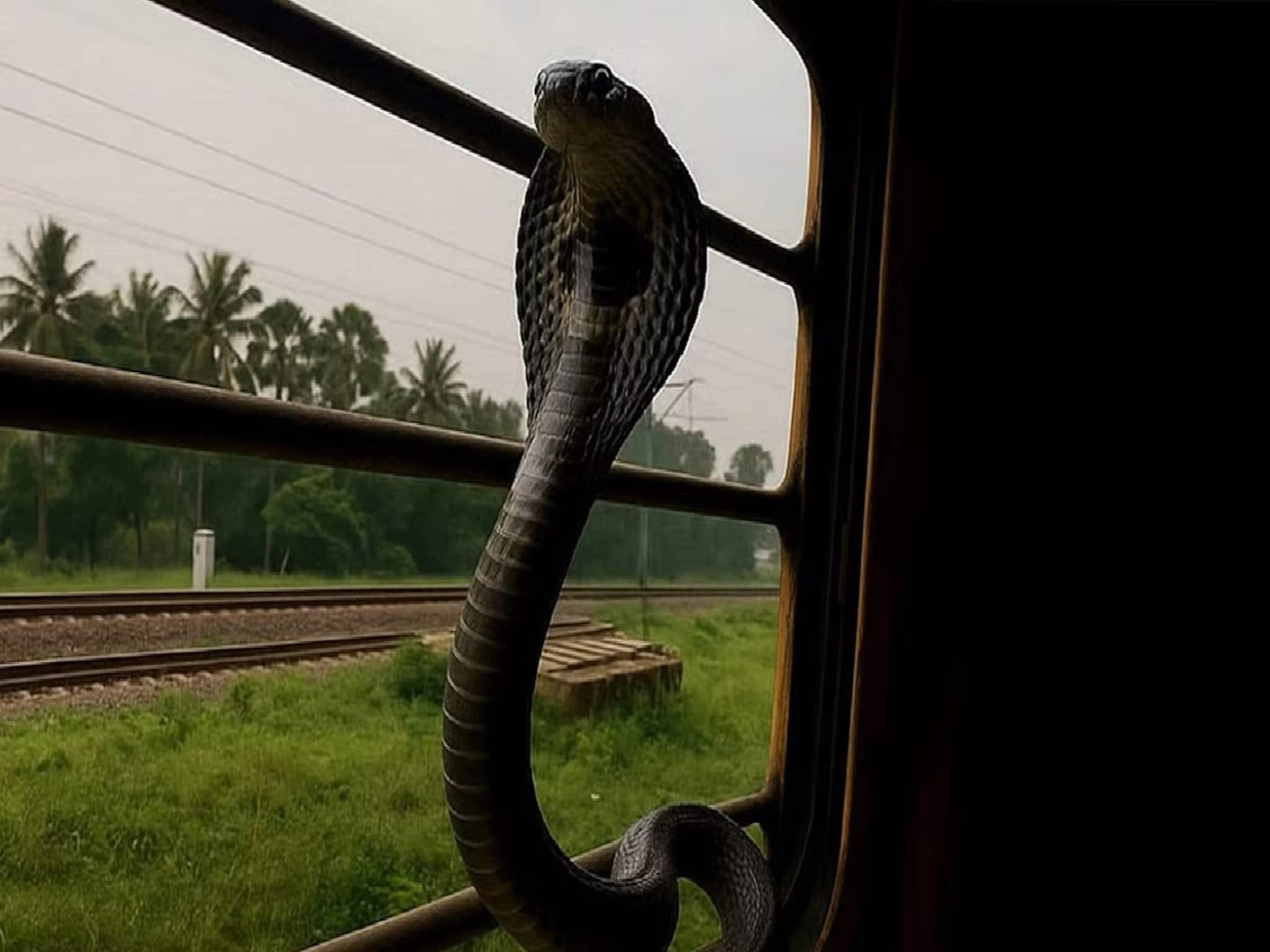 ট্রেনে যাতায়াত করছে 'কিং কোবরা'? ভাবতেও পারছেন না! প্রাণঘাতী 'সহ-যাত্রীদের' সম্পর্কে জানুন
