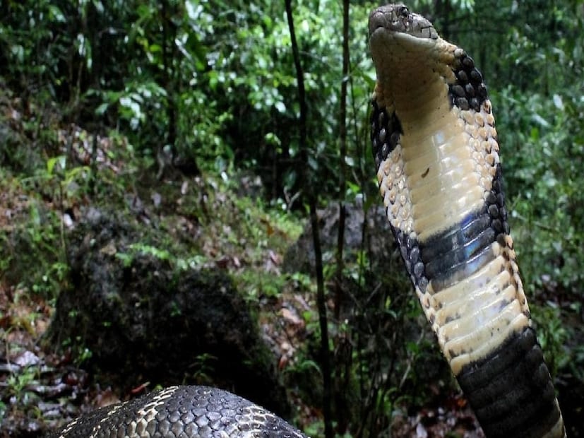 Goa Snake ট্রেনে যাতায়াত করছে কিং কোবরা? ভাবতেও পারছেন না! প্রাণঘাতী সহযাত্রীদের ...