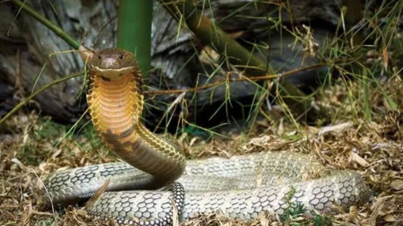 Goa Snake ট্রেনে যাতায়াত করছে কিং কোবরা? ভাবতেও পারছেন না! প্রাণঘাতী সহযাত্রীদের ...