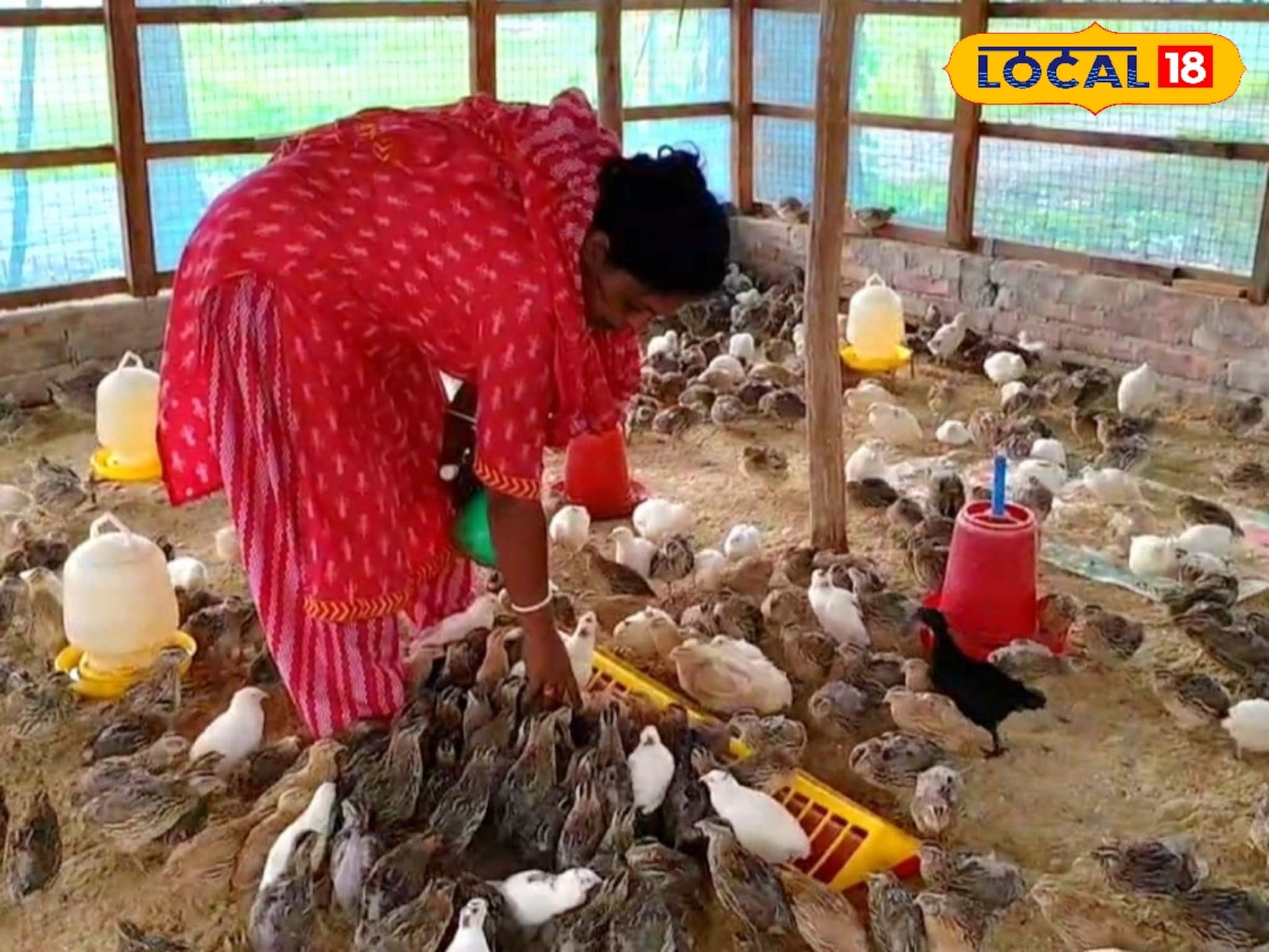 হাঁস-মুরগি অতীত! এই পাখি চাষে বাজিমাত বড়া গ্রামের গৃহবধূর, দিনে হাজার ডিম বিক্রি