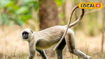 লাঙ্গুর