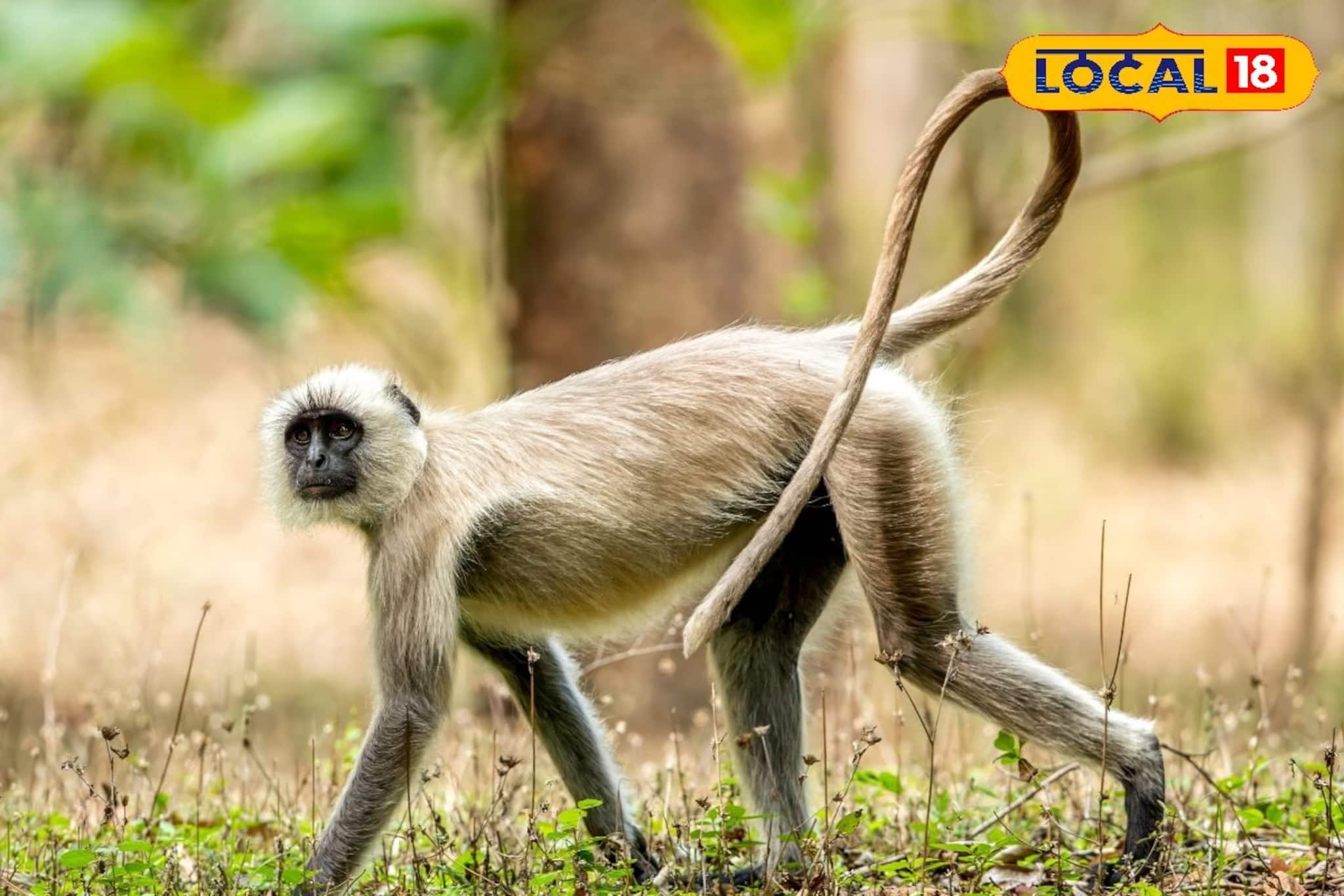 পর্যটকদের পোয়াবারো! জলদাপাড়ায় প্রথমবার হিমালয়ের পাদদেশের বিরল ধূসর লাঙ্গুর দর্শন