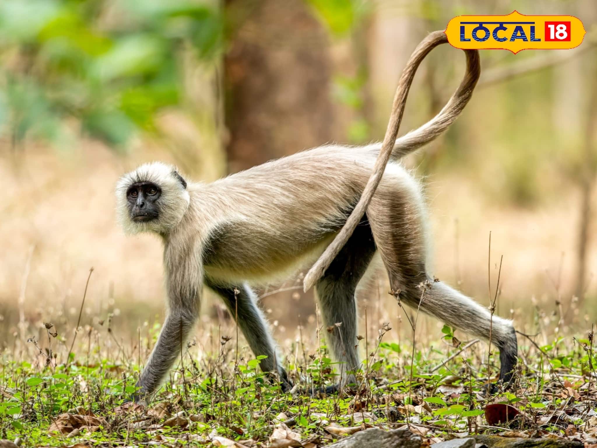 পর্যটকদের পোয়াবারো! জলদাপাড়ায় প্রথমবার হিমালয়ের পাদদেশের বিরল ধূসর লাঙ্গুর দর্শন