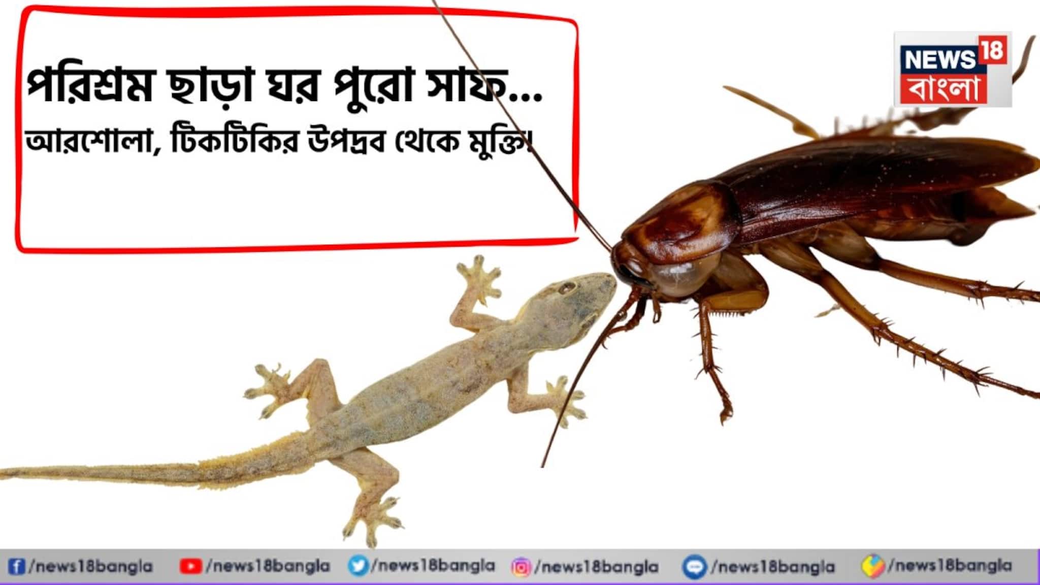 পরিশ্রম ছাড়া ঘর পুরো সাফ... আরশোলা, টিকটিকির উপদ্রব থেকে মুক্তি! ঘর মোছার জলে শুধু মেশান কয়েকটা জিনিস