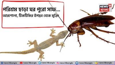 আরশোলা, টিকটিকির উপদ্রব থেকে মুক্তি