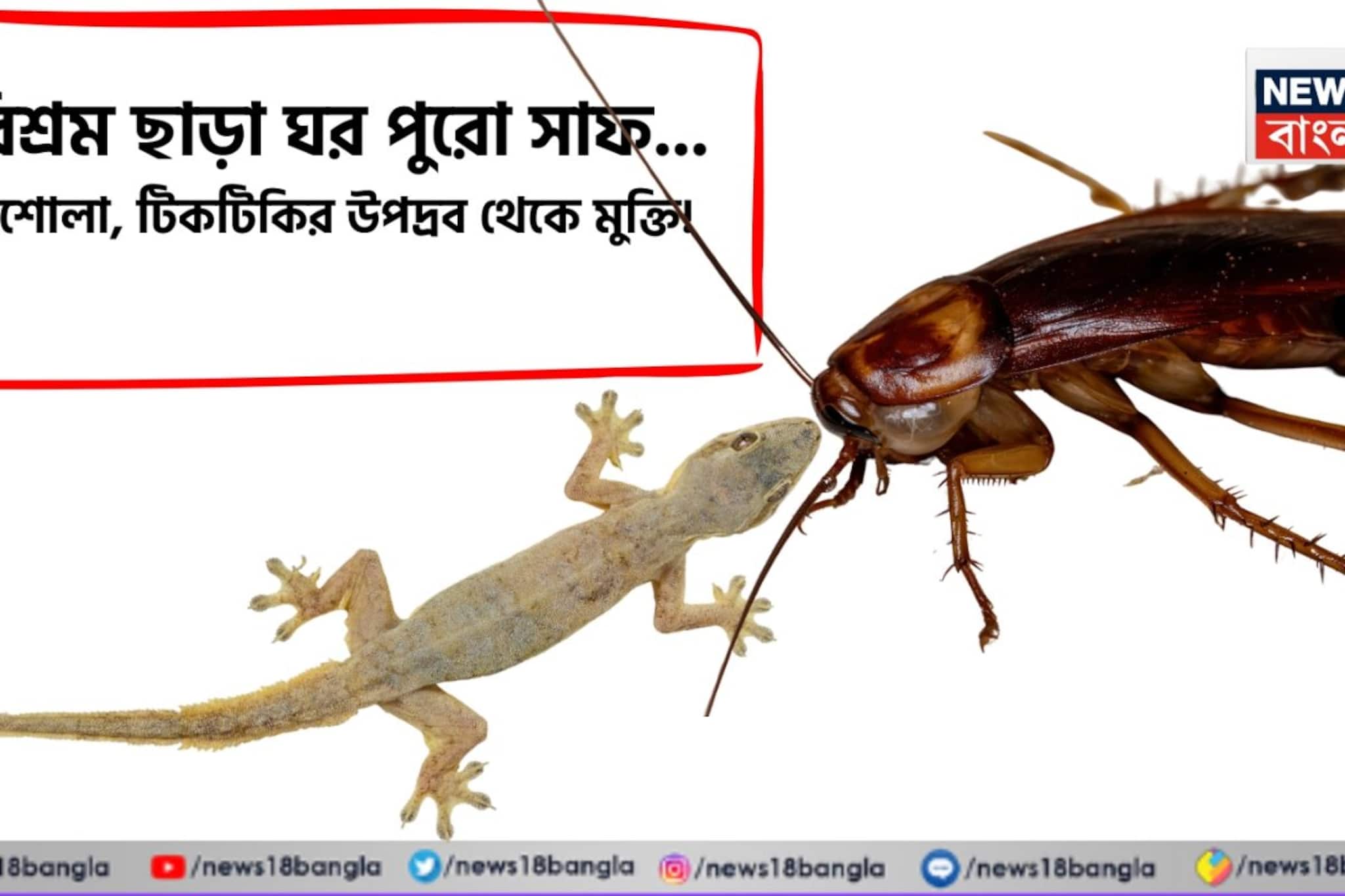 পরিশ্রম ছাড়া ঘর পুরো সাফ... আরশোলা, টিকটিকির উপদ্রব থেকে মুক্তি! ঘর মোছার জলে শুধু মেশান পরিশ্রম ছাড়া ঘর পুরো সাফ... আরশোলা, টিকটিকির উপদ্রব থেকে মুক্তি! ঘর মোছার জলে শুধু মেশান