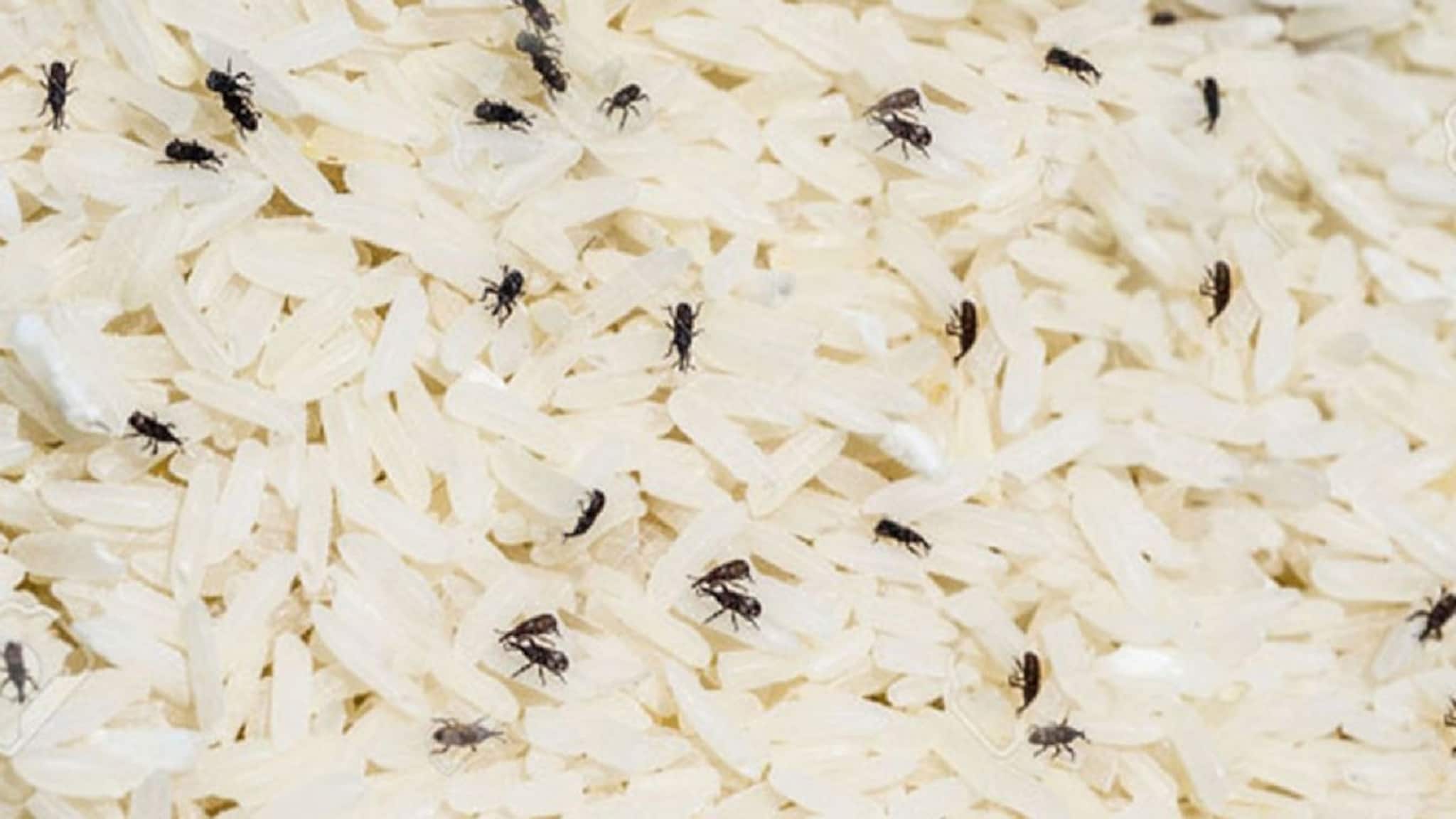 How to Protect Rice from Weevils: এই '৪' পদ্ধতিতে বাড়িতে চাল রেখে দেখুন, বছরভর থাকলেও একটাও পোকা ধারেকাছে ঘেঁষবে না, বিনা খরচে চুটকিতেই সমাধান