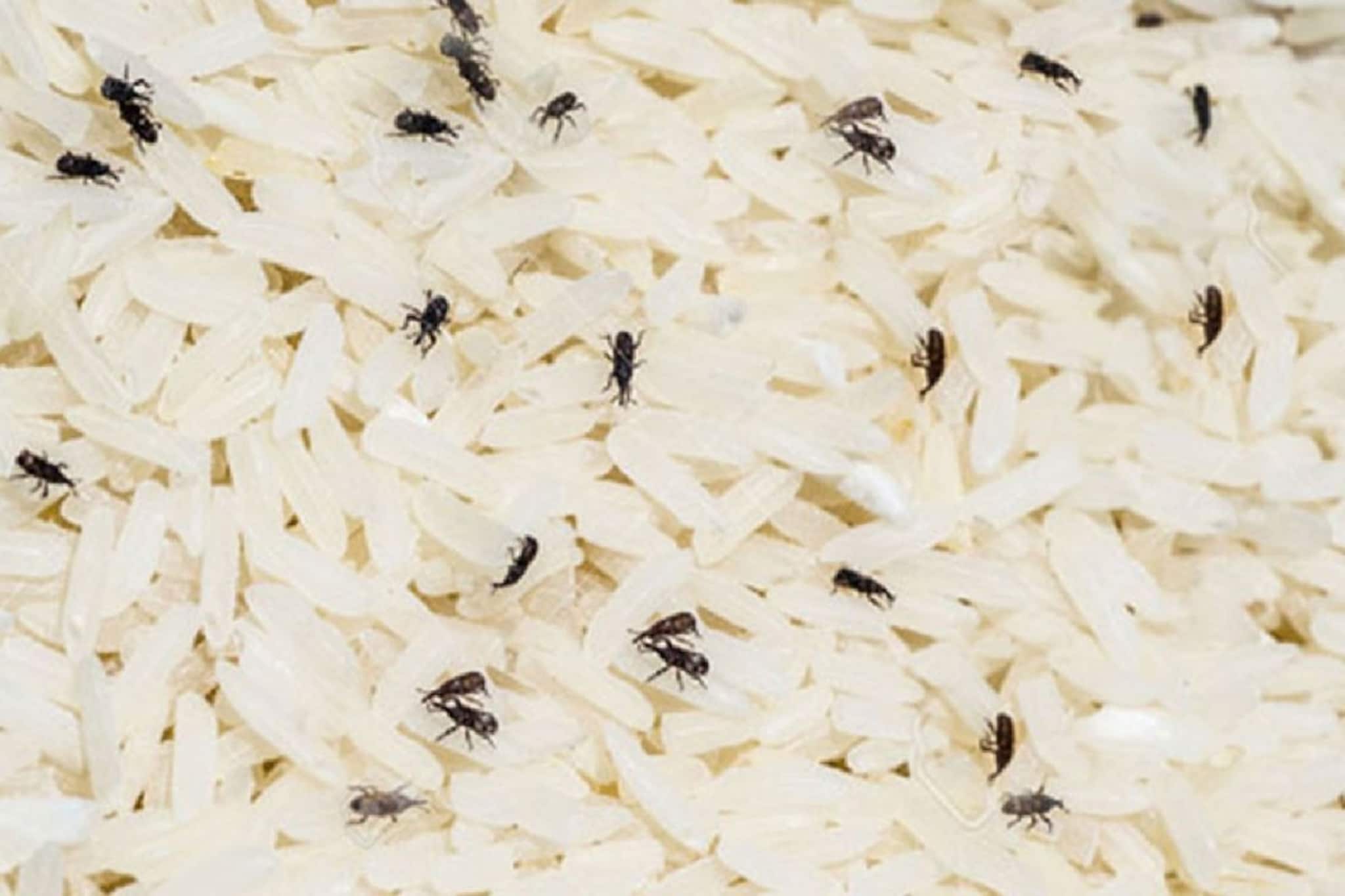 এই ৪ পদ্ধতিতে বাড়িতে চাল রেখে দেখুন, বছরভর থাকলেও পোকা ধরবে না, বিনা খরচে চুটকিতেই সমাধান এই ৪ পদ্ধতিতে বাড়িতে চাল রেখে দেখুন, বছরভর থাকলেও পোকা ধরবে না, বিনা খরচে চুটকিতেই সমাধান