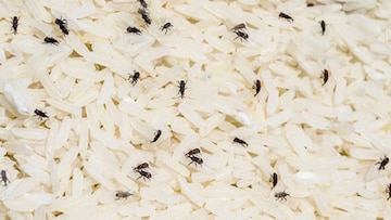 এই ৪ পদ্ধতিতে বাড়িতে চাল রেখে দেখুন, বছরভর থাকলেও পোকা ধরবে না, বিনা খরচে চুটকিতেই সমাধান এই ৪ পদ্ধতিতে বাড়িতে চাল রেখে দেখুন, বছরভর থাকলেও পোকা ধরবে না, বিনা খরচে চুটকিতেই সমাধান