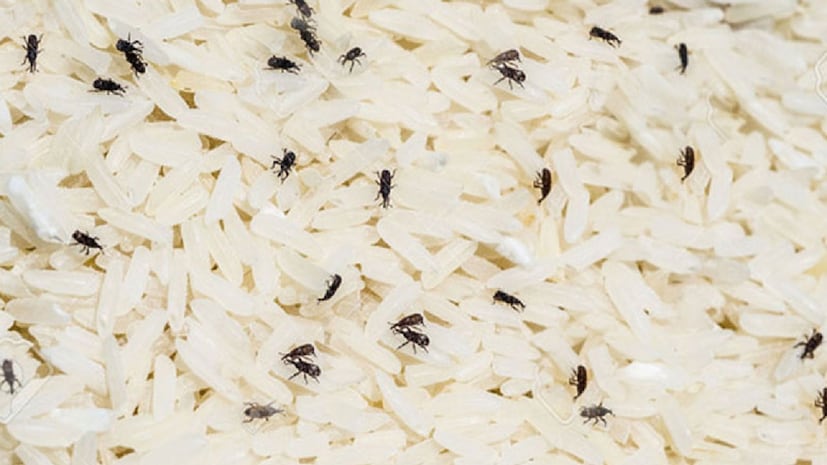 *যদি চাল সঠিকভাবে সংরক্ষণ না করা হয়, তাহলে পোকামাকড়ের আক্রমণ হতে পারে। বিশেষ করে এই চালের পোকা ব্যাপকভাবে বংশবৃদ্ধি করে। এই সমস্যা প্রায়শই আর্দ্রতা, অনুপযুক্ত সংরক্ষণ এবং দীর্ঘ সময় ধরে খোলা পাত্রে চাল রাখার কারণে হয়। আপনি যদি এই সমস্যার সম্মুখীন হন, তাহলে কিছু সহজ ঘরোয়া প্রতিকার অবলম্বন করে আপনি দীর্ঘ সময়ের জন্য চাল সংরক্ষণ করতে পারবেন। সংগৃহীত ছবি। *যদি চাল সঠিকভাবে সংরক্ষণ না করা হয়, তাহলে পোকামাকড়ের আক্রমণ হতে পারে। বিশেষ করে এই চালের পোকা ব্যাপকভাবে বংশবৃদ্ধি করে। এই সমস্যা প্রায়শই আর্দ্রতা, অনুপযুক্ত সংরক্ষণ এবং দীর্ঘ সময় ধরে খোলা পাত্রে চাল রাখার কারণে হয়। আপনি যদি এই সমস্যার সম্মুখীন হন, তাহলে কিছু সহজ ঘরোয়া প্রতিকার অবলম্বন করে আপনি দীর্ঘ সময়ের জন্য চাল সংরক্ষণ করতে পারবেন। সংগৃহীত ছবি।