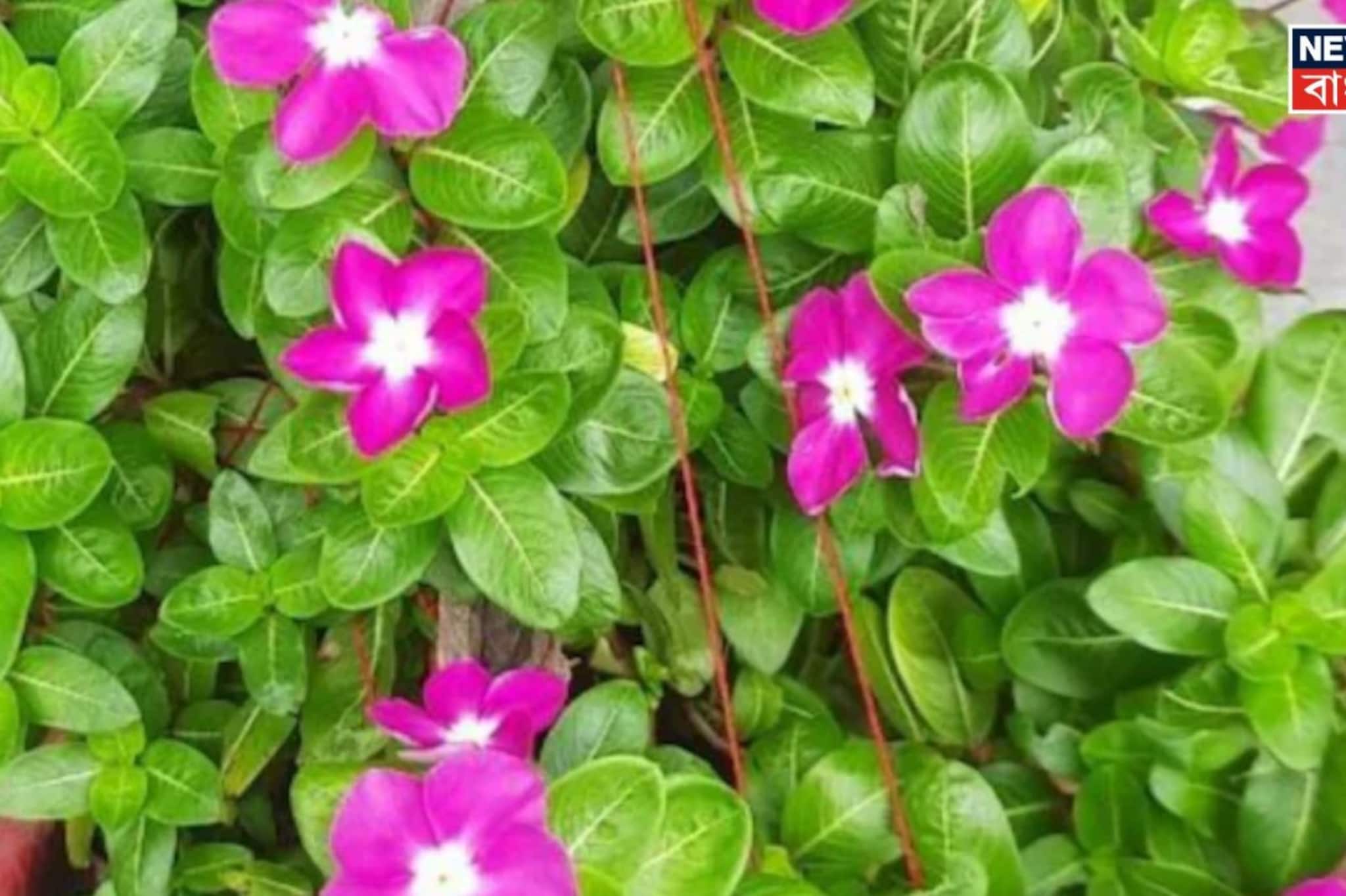 ১ টাকাও খরচ হবে না...! ডায়াবেটিস-রক্তচাপের 'রামবাণ' রোজ ৩-৪টে করে খেলেই খেলা শেষ সুগারের