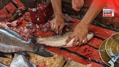 মাছ, বাজারে গড়াগড়ি খায় এই মাছ, ভুলেও খাবেন না, মারকারি ভর্তি, পারদ, মুখে তোলার আগে জেনে নিন ডাক্তারের পরামর্শ, ফিশ, মাছ, রুই, রুই সহ, ৫ মাছ, ভিটামিন প্রোটিনের রাজা, এই মাছ মুখে তুলবেন না, শীতকালের মাছ, শীতকালের সেরা মাছ, শীতকালে কোন মাছ খাবেন, কোন মাছে বিপদ, পারদ ভর্তি মাছ, তেলাপিয়া মাছের বিপদ, তেলাপিয়া মাছের পারদ, তেলাপিয়া মাছে মার্কারি, স্যামন মাছ, ম্যাকারেল মাছ, কোন মাছ খেলে পেতে পারদ বাড়বে, সেরা সামুদ্রিক মাছ, ভাল রাখে হার্ট, ভাল রাখে ব্রেন, ওমেগা থ্রি, ফ্যাটি ফিশ, চর্বিযুক্ত মাছ, পারদ, মাছ খাওয়ার উপকারিতা, সার্ডিন, স্যামন, টুনা, সামুদ্রিক মাছ, ট্রাউট, শুনলেই ছুটবেন বাজার, কোলেস্টারল, সুগার, রোগ প্রতিরোধ, রক্ত, ব্রেন, স্নায়বিক রোগ, বয়সজনিত রোগ, হার্ট, মাছের উপকারিতা, ডায়াবেটিস, ক্যানসার, ডিমনেশিয়া, হার্ট ভাল, কোলেস্টেরল, ত্বক, চুল, বয়স, উপকার এই মাছে, কোন মাছ খাবেন, কোন মাছ খাবেন না, গর্ভাবস্থায় কোন মাছ খাওয়া উচিত,