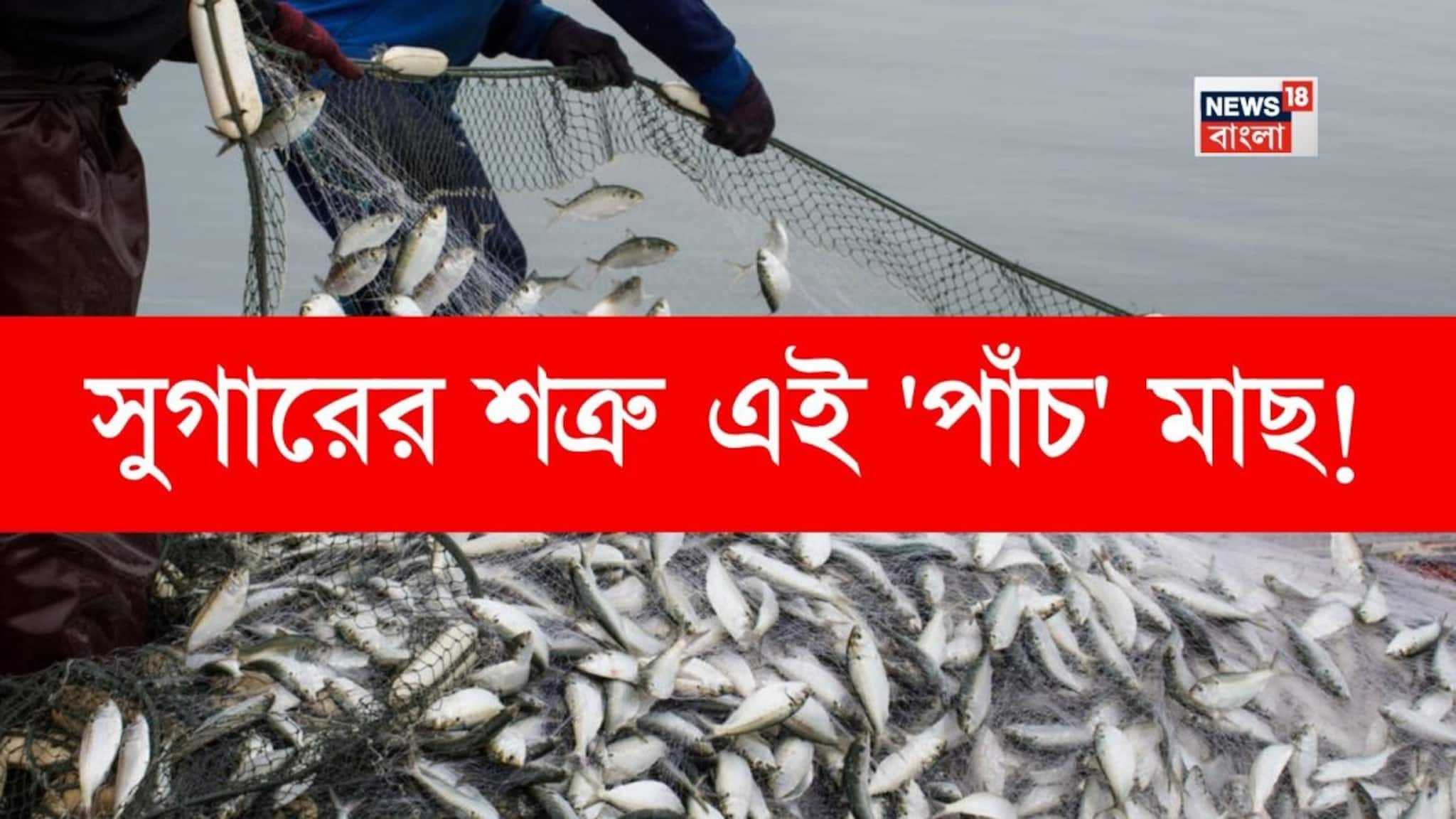 সুগারের শত্রু 'পাঁচ' মাছ...! স্বাদের সুপারস্টার, প্রোটিনের পাওয়ার হাউজ সস্তার এই মাছগুলি, কমায় ওজন, ভাল রাখে হার্ট, দেখলেই ব্যাগে ভরুন শিগগির!