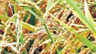 এবার কৃষকবন্ধু প্রকল্পের সুবিধা পাবে ভূমিহীন চাষি বা ক্ষেত মজুর-রা