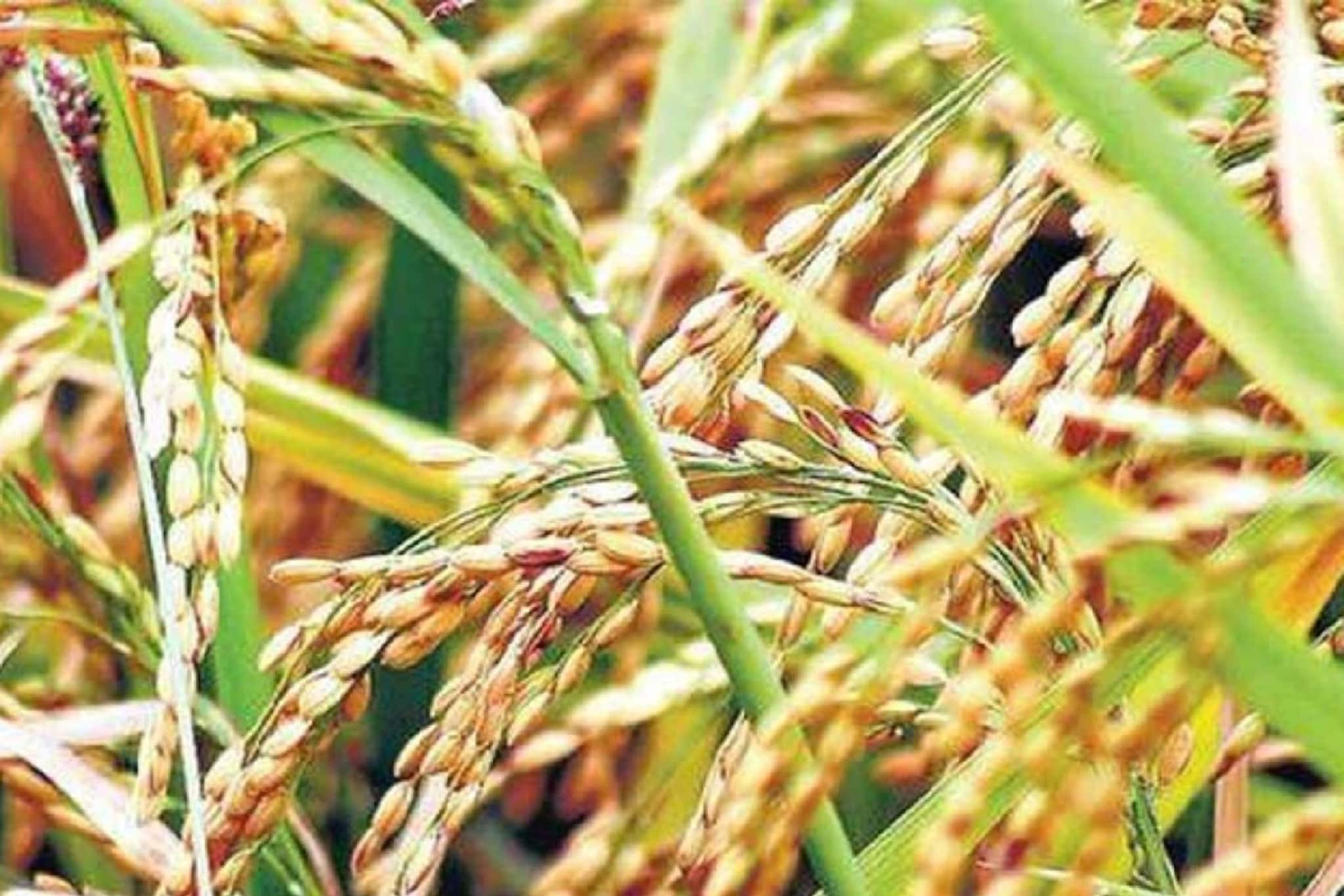 এবার কৃষকবন্ধুর সুবিধা পাবে ভূমিহীন চাষি, ক্ষেত মজুর-রা, সবচেয়ে বেশি আবেদন মুর্শিদাবাদে