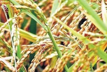 Krishak Bandhu Scheme: এবার কৃষকবন্ধু প্রকল্পের সুবিধা পাবে ভূমিহীন চাষি বা ক্ষেত মজুর-রা, সবচেয়ে বেশি আবেদন জমা পড়েছে মুর্শিদাবাদে