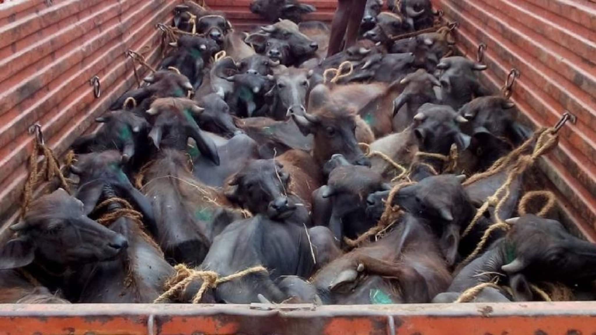 North Bengal News: পুলিশের তৎপরতায় বানচাল মহিষ পাচার, খড়িবাড়িতে বাজেয়াপ্ত ১০ মহিষ,গ্রেফতার ২