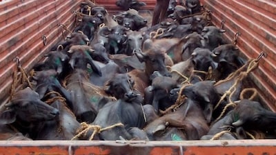 খড়িবাড়িতে মহিষ-পাচারের ছক বানচাল করল পুলিশ