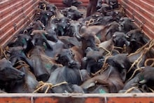 North Bengal News: পুলিশের তৎপরতায় বানচাল মহিষ পাচার, খড়িবাড়িতে বাজেয়াপ্ত ১০ মহিষ,গ্রেফতার ২