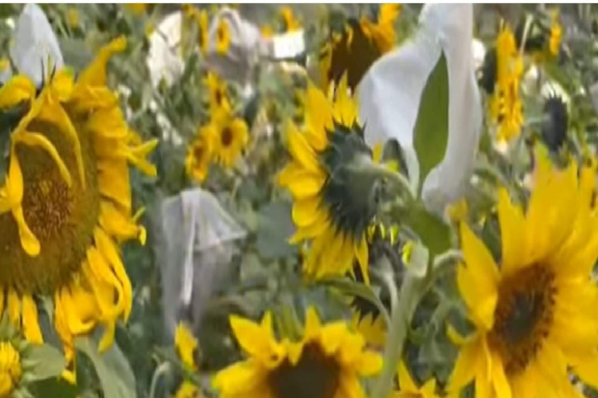 সুন্দরবনের নোনা মাটিতে সূর্যমুখী চাষ, বিপুল লাভের মুখ দেখছেন চাষিরা