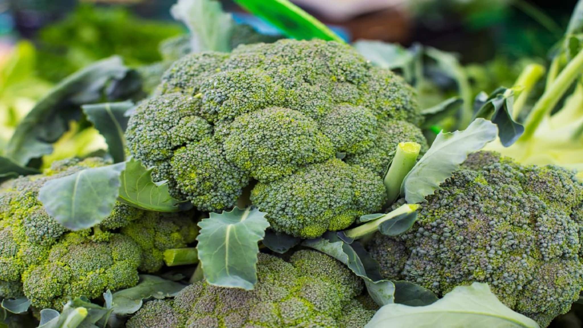 Broccoli Cultivation: নিজের জমিতে ব্রকোলি চাষ করে বিপুল লাভ করুন, রইল সিক্রেট টিপস