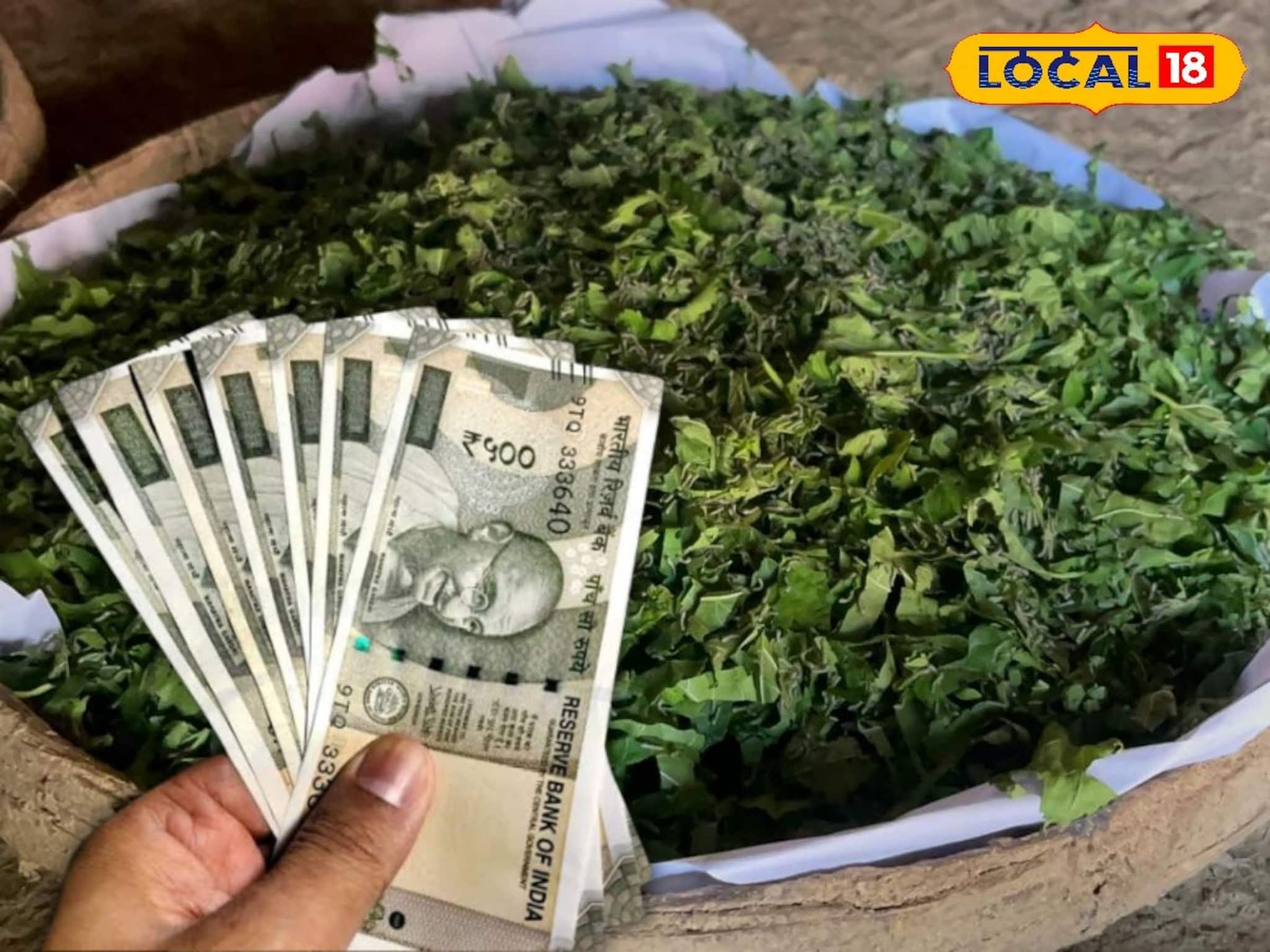 চাষ তো নয়, যেন সোনা! ১ মণেই মিলছে ১৮হাজার টাকা,বীরভূমের এই গ্রামের ঘরে ঘরে এখন লক্ষ্মীলাভ