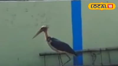 ঘোষপুকুরে বিরল গ্রেটার অ্যাডজুট্যান্ট উদ্ধার