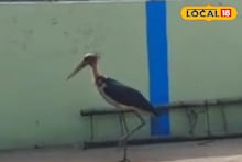 Bird Rescue: মৃত্যুর মুখ থেকে ফিরল বিরল গ্রেটার অ্যাডজুট্যান্ট স্টর্ক, সুস্থ করতে ঝাঁপিয়ে পড়লেন বনকর্মীরা