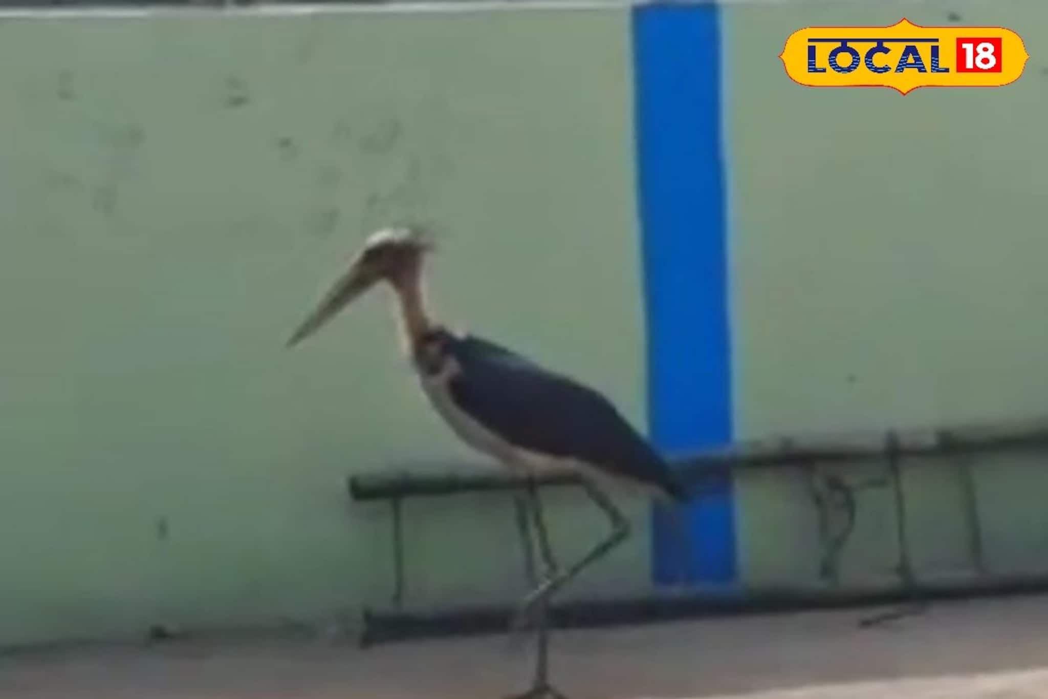 মৃত্যুর মুখ থেকে ফিরল গ্রেটার অ্যাডজুট্যান্ট স্টর্ক, সুস্থ করতে ঝাঁপিয়ে পড়লেন বনকর্মীরা