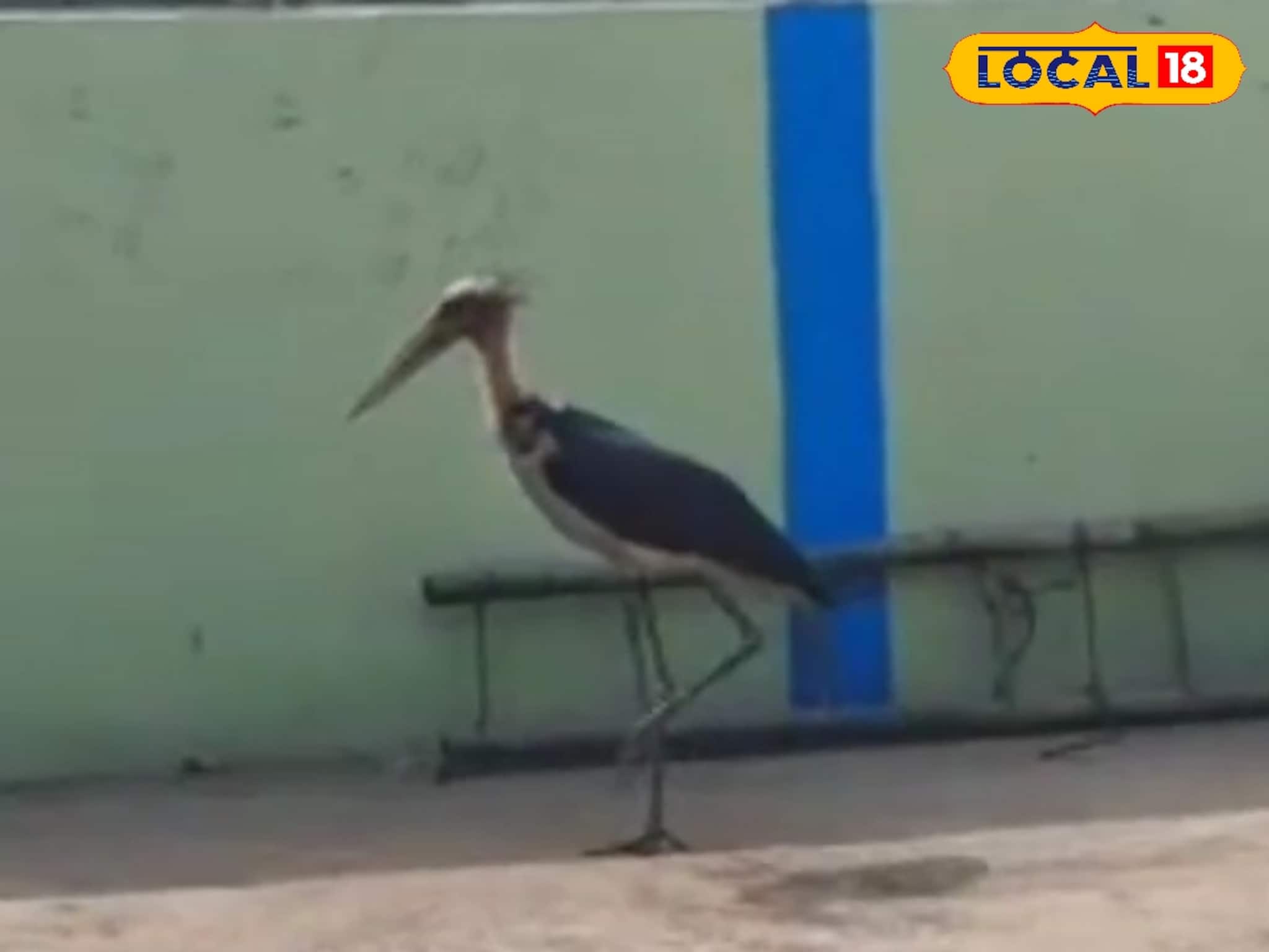 মৃত্যুর মুখ থেকে ফিরল গ্রেটার অ্যাডজুট্যান্ট স্টর্ক, সুস্থ করতে ঝাঁপিয়ে পড়লেন বনকর্মীরা