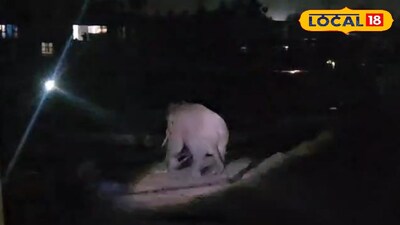 মধ্যরাতে মিলনমোড়ে লোকালয়ে হাতি, থালা বাজিয়ে ফেরালেন বাসিন্দারা