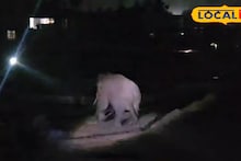 Siliguri News: হাতি তাড়ানোর নতুন কৌশল দেখল শিলিগুড়ি, থালা-বাটির আওয়াজে ফিরে গেল জঙ্গলে! মিলনমোড় এলাকায় তোলপাড় কাণ্ড