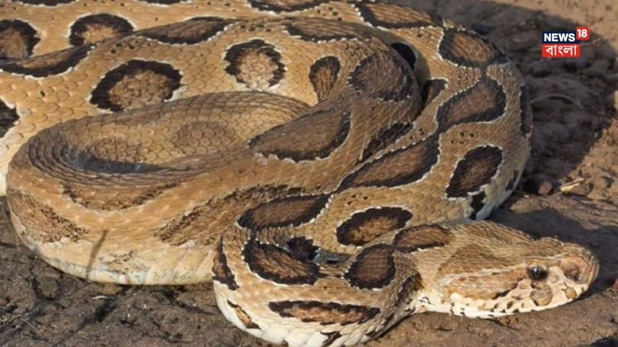 গ্রাম-বাংলার আনাচ-কানাচে এমন এক সাপ আছে যারা ডিম পাড়ে না বাচ্চা দেয়... ভয়ঙ্কর বিষাক্ত, কামড়ালে সব শেষ!