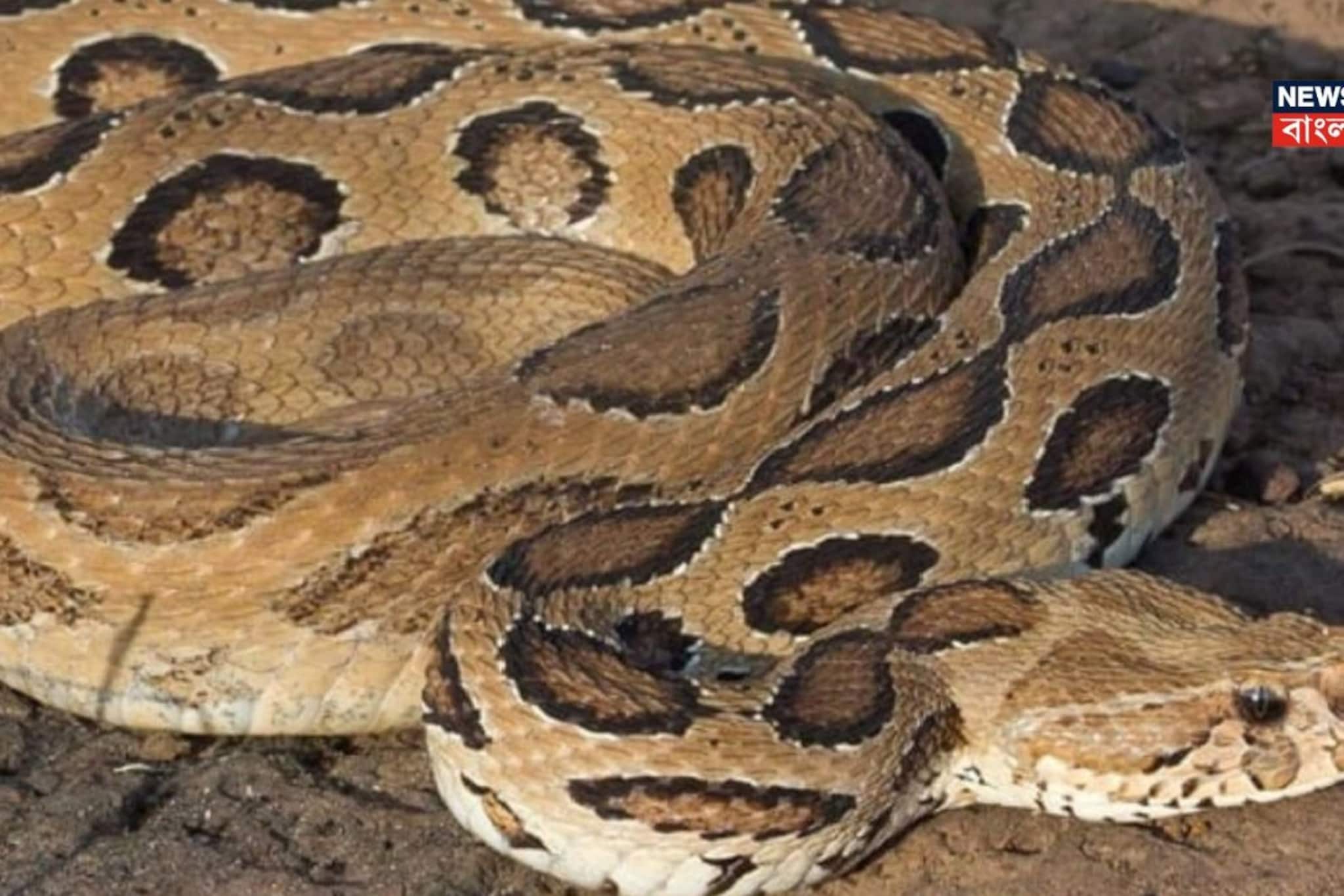 গ্রাম-বাংলার আনাচ-কানাচে এমন এক সাপ আছে যারা ডিম পাড়ে না বাচ্চা দেয়... ভয়ঙ্কর বিষাক্ত