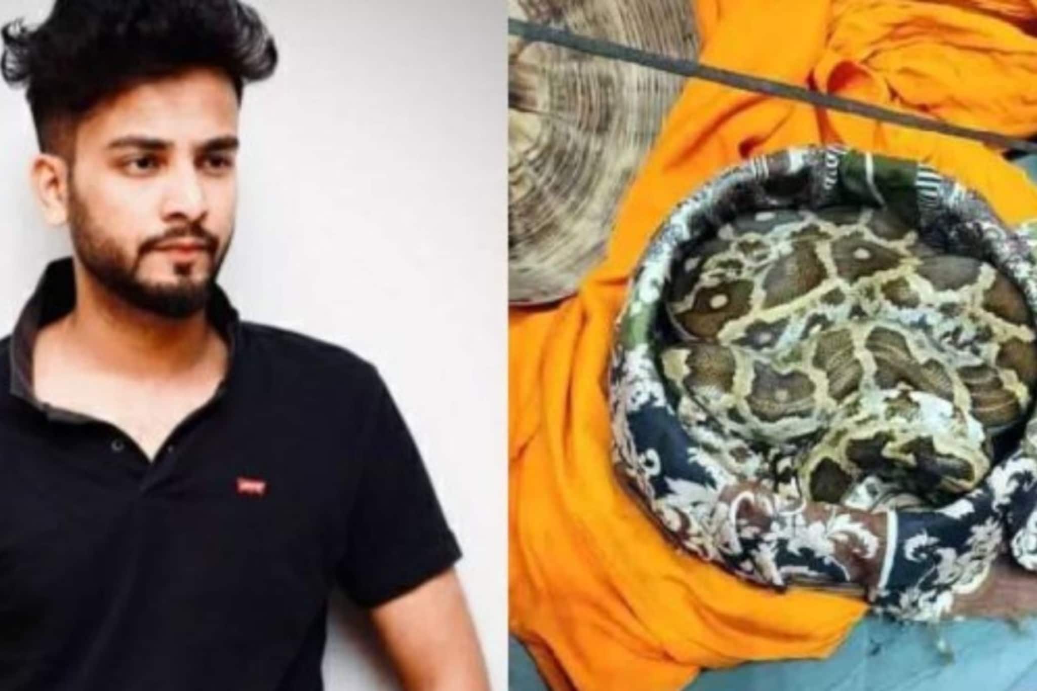 সাপের বিষ নিয়ে নেশা! এলভিস মামলা এবার সুপ্রিম কোর্টে, রেভ পার্টিতে কীভাবে ব্যবহার... সাপের বিষ নিয়ে নেশা! এলভিস মামলা এবার সুপ্রিম কোর্টে, রেভ পার্টিতে কীভাবে ব্যবহার...