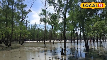 সুন্দরবনের