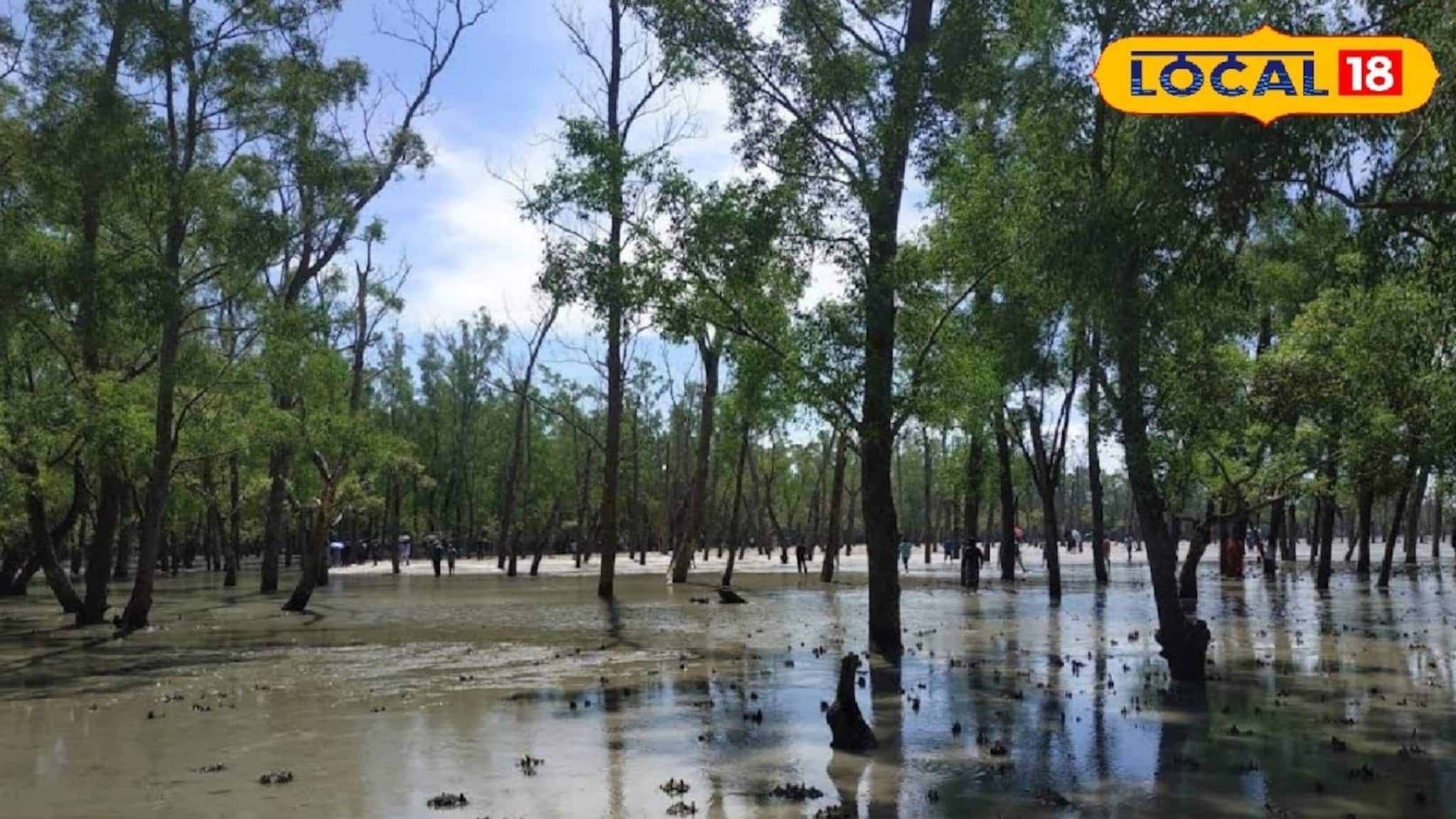 South 24 Parganas News: সুন্দরবন বাঁচাতে ময়দানে কলেজ পড়ুয়ারা, জলাভূমি রক্ষা করতে বড় উদ্যোগ! গ্রিন ক্লাব বদলে দেবে পুরো ছবিটা